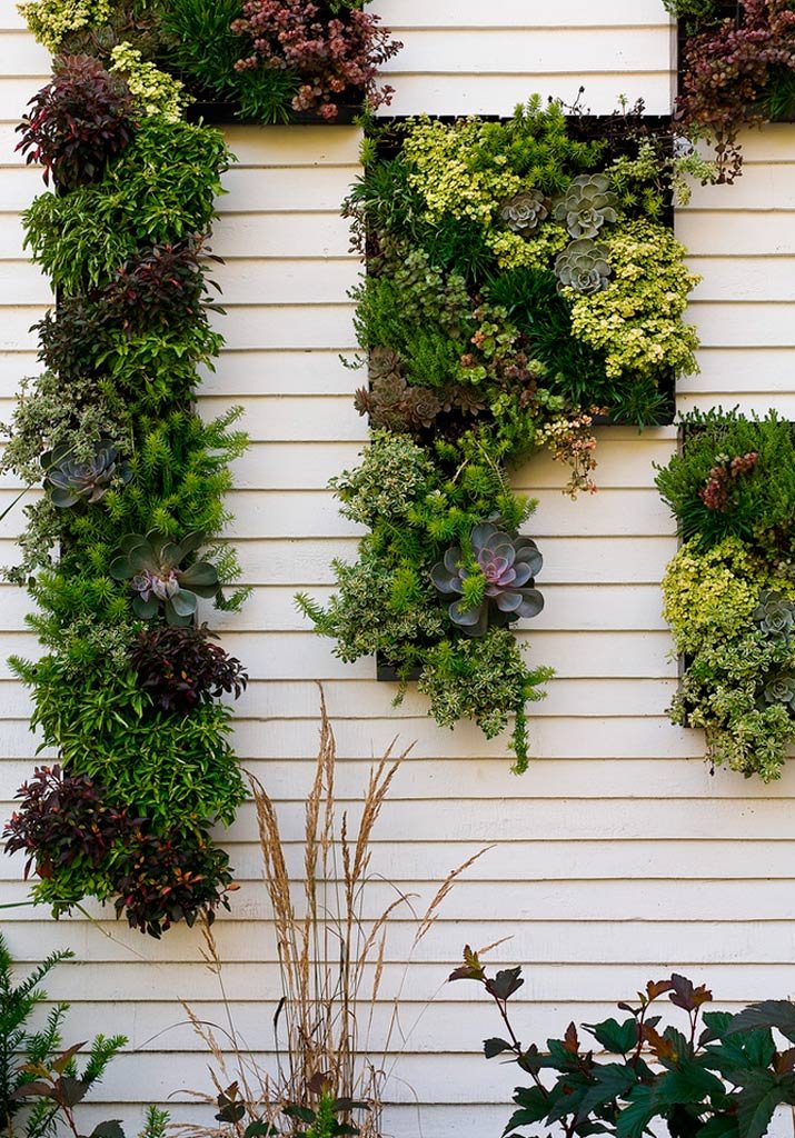 Imagen de Jardines verticales, una alternativa diferente en Canexel pared de cultivo